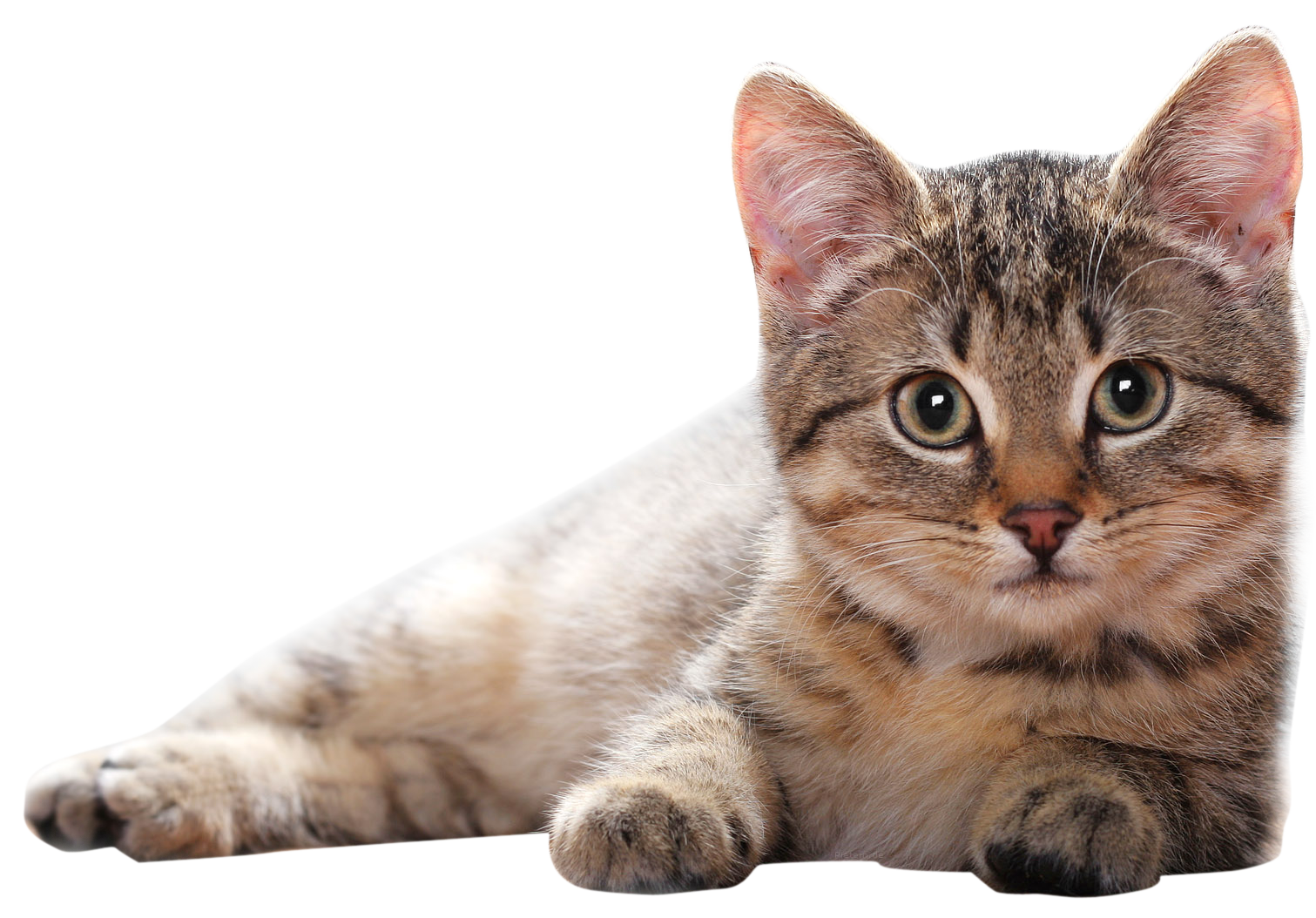 clipart png- cats and kittens - photo #1