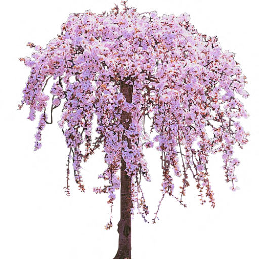 Cherry Tree PNG Clipart | PNG Mart