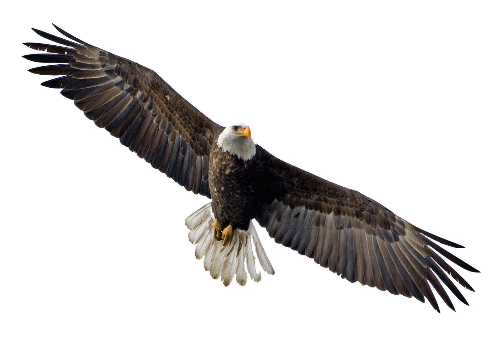 free flying eagle clipart - photo #44