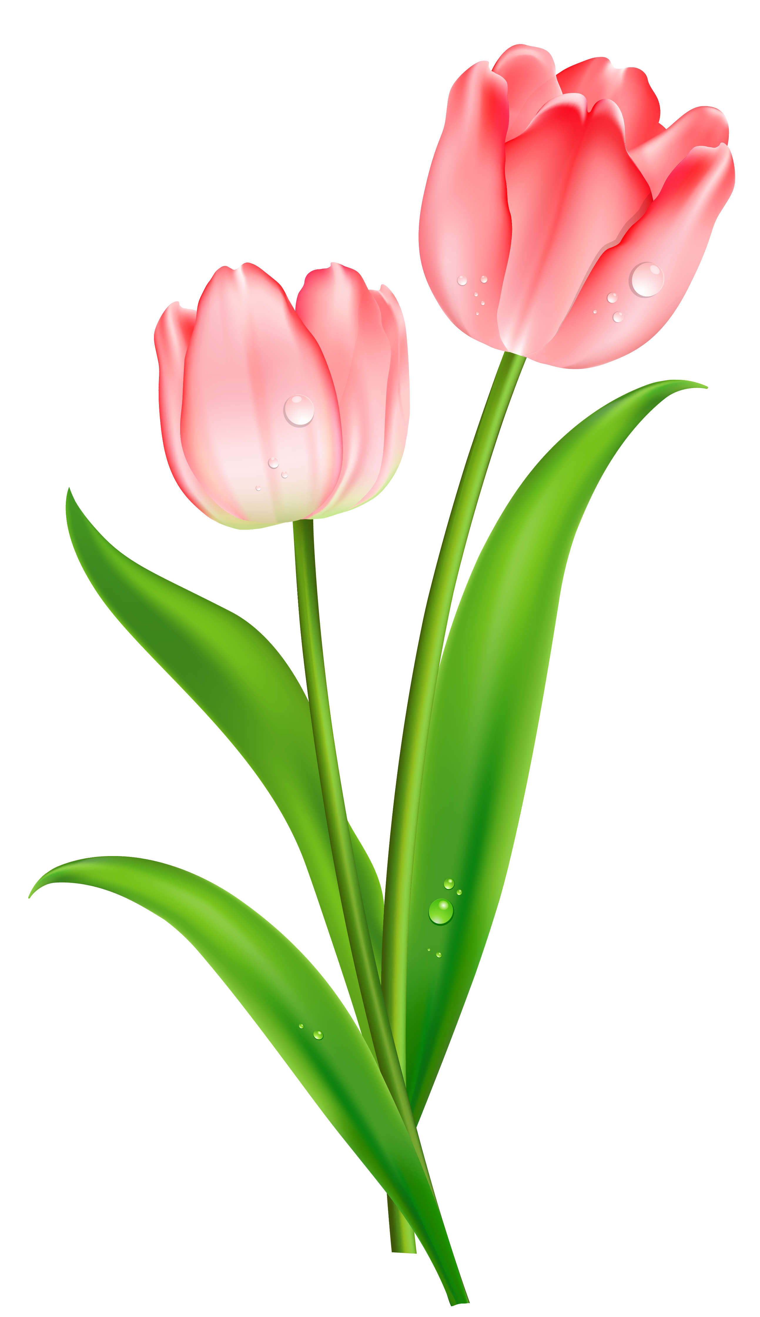 clipart tulip flowers - photo #15