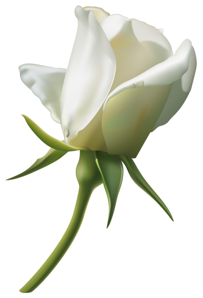clipart rose buds - photo #16