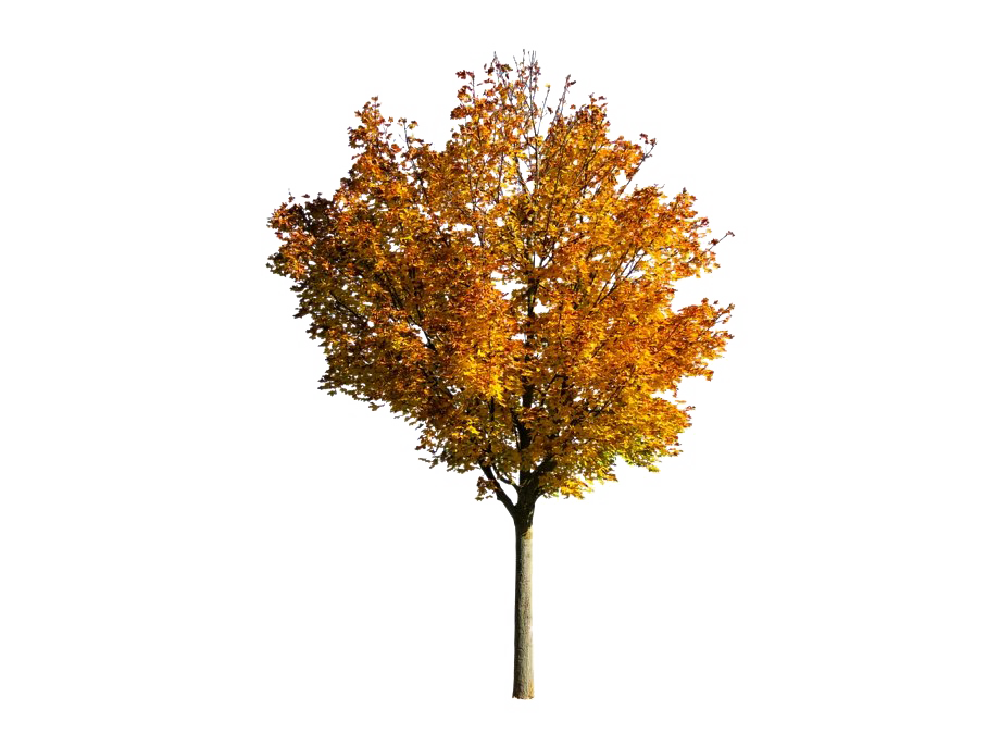 Fall tree arch png