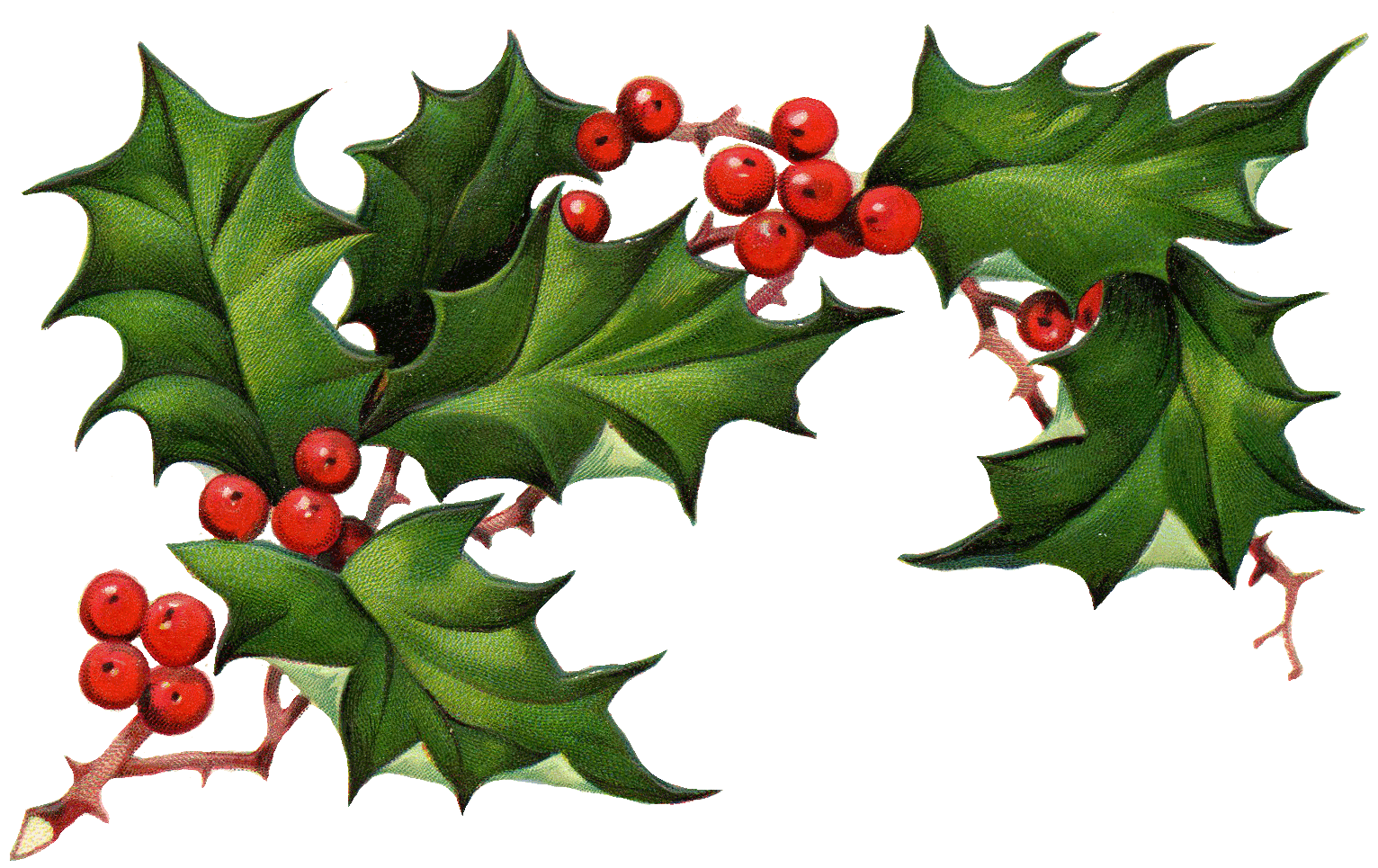 christmas ivy clipart - photo #28