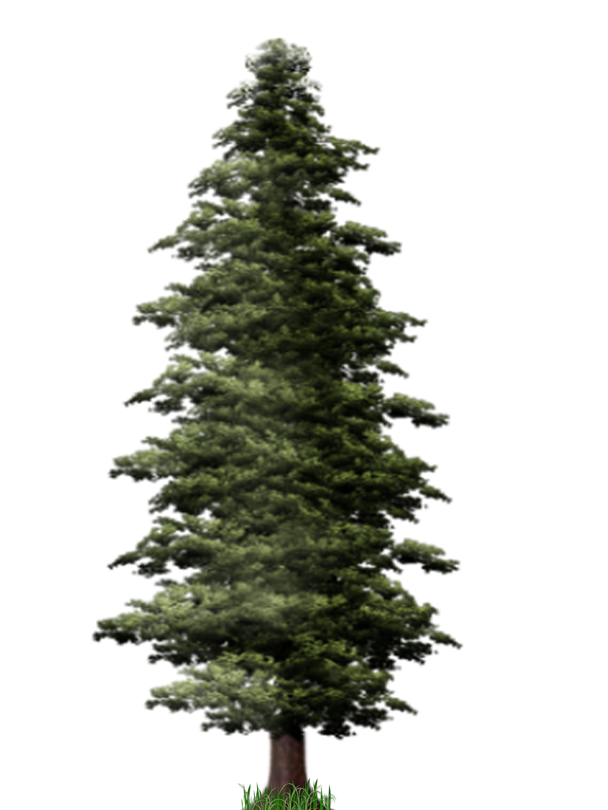 Pine Tree PNG File | PNG Mart