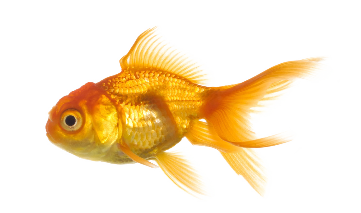 clip art real fish - photo #27