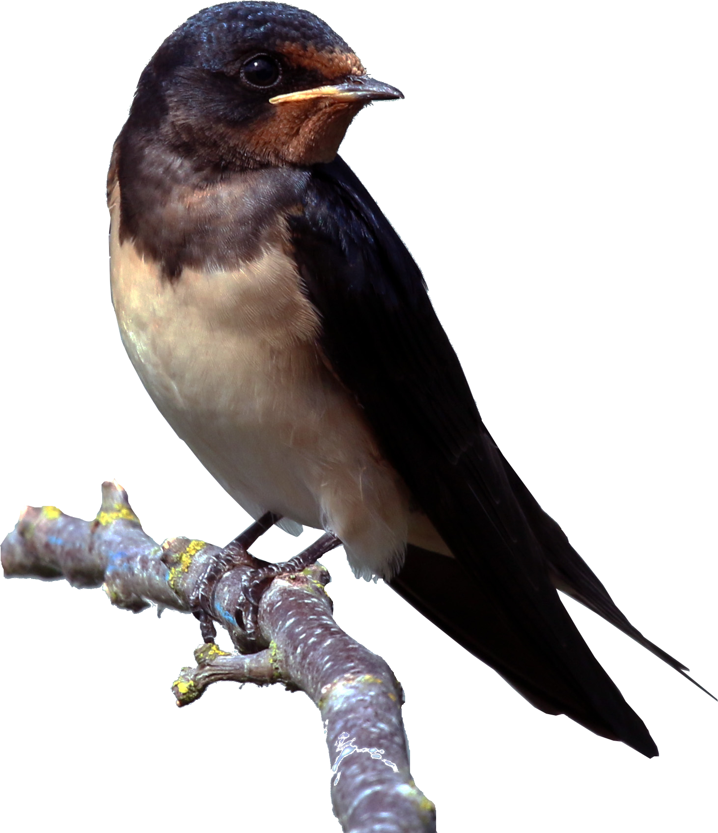 Resultado de imagen para png images of swallows