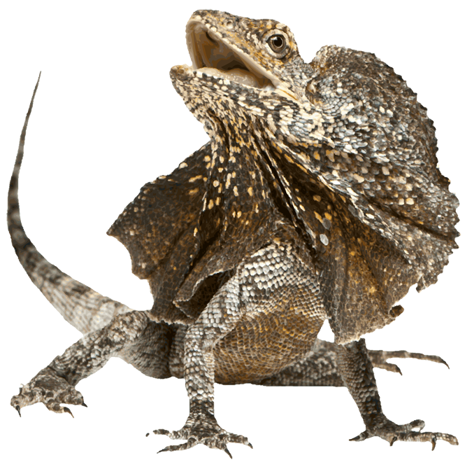 Horned-Lizard-Transparent-PNG.png