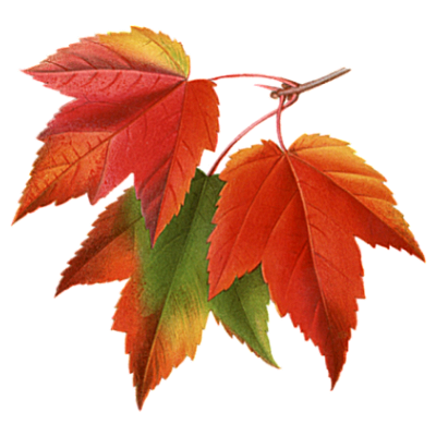 Autumn Fall Leaves Pictures Collage PNG