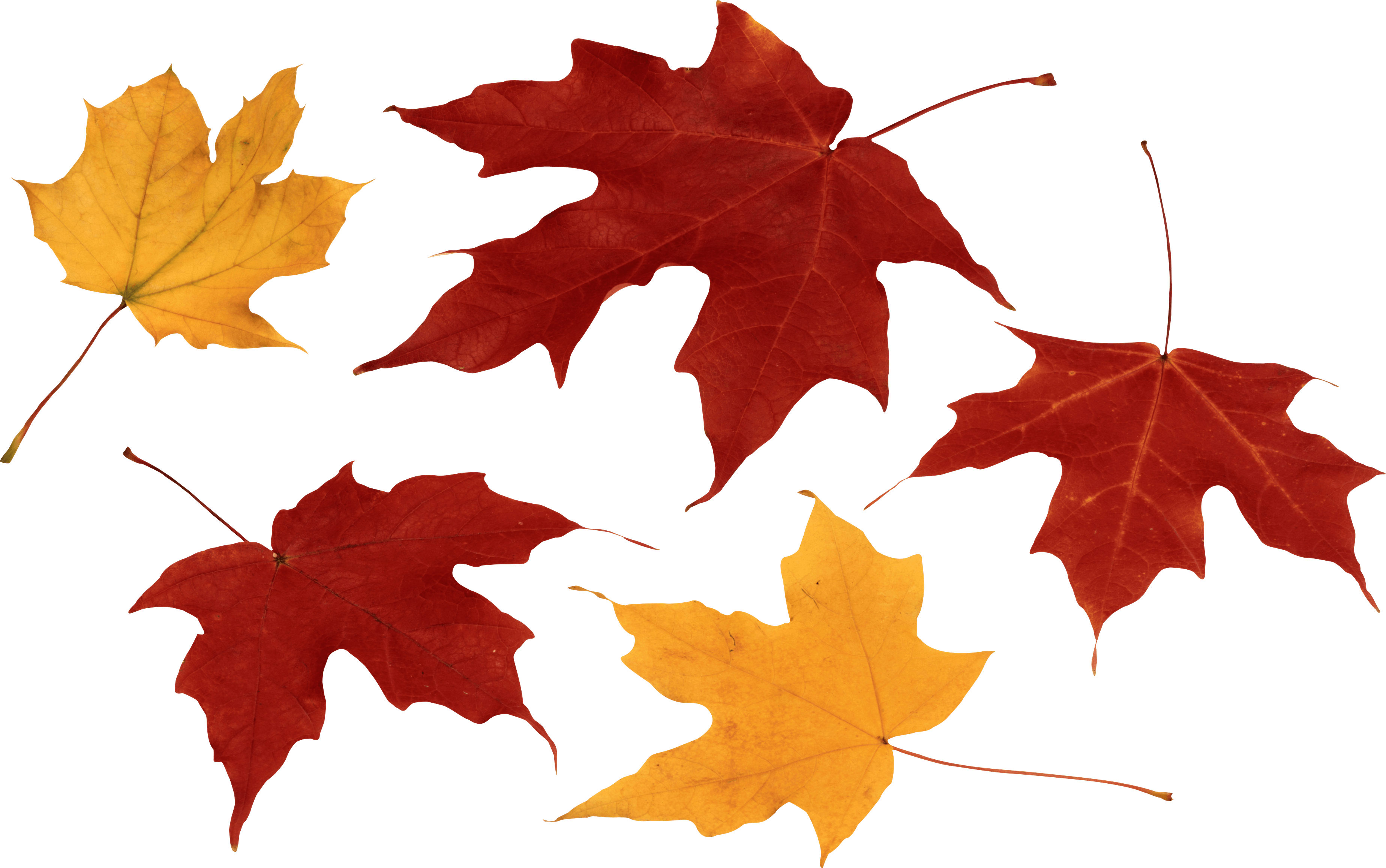 Hojas de otoño