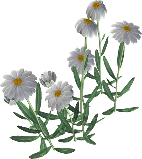 Beautiful Camomile Flower PNG