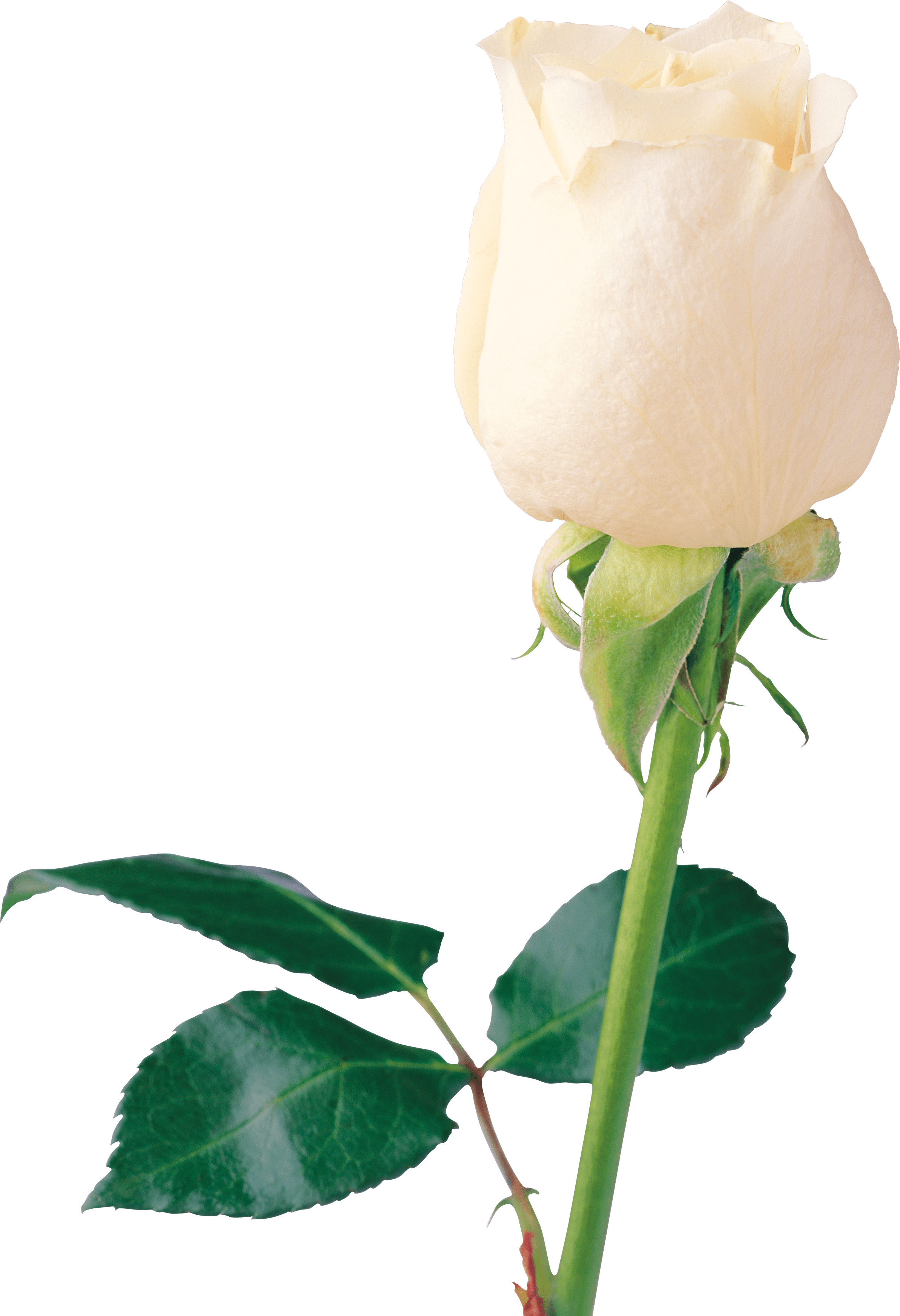 Beautiful rose blanche PNG