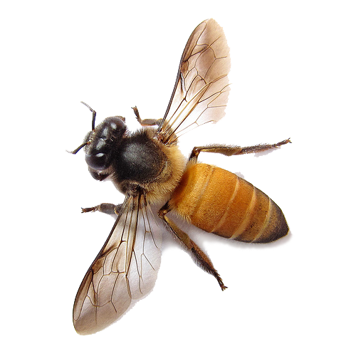 Lebah Transparan PNG