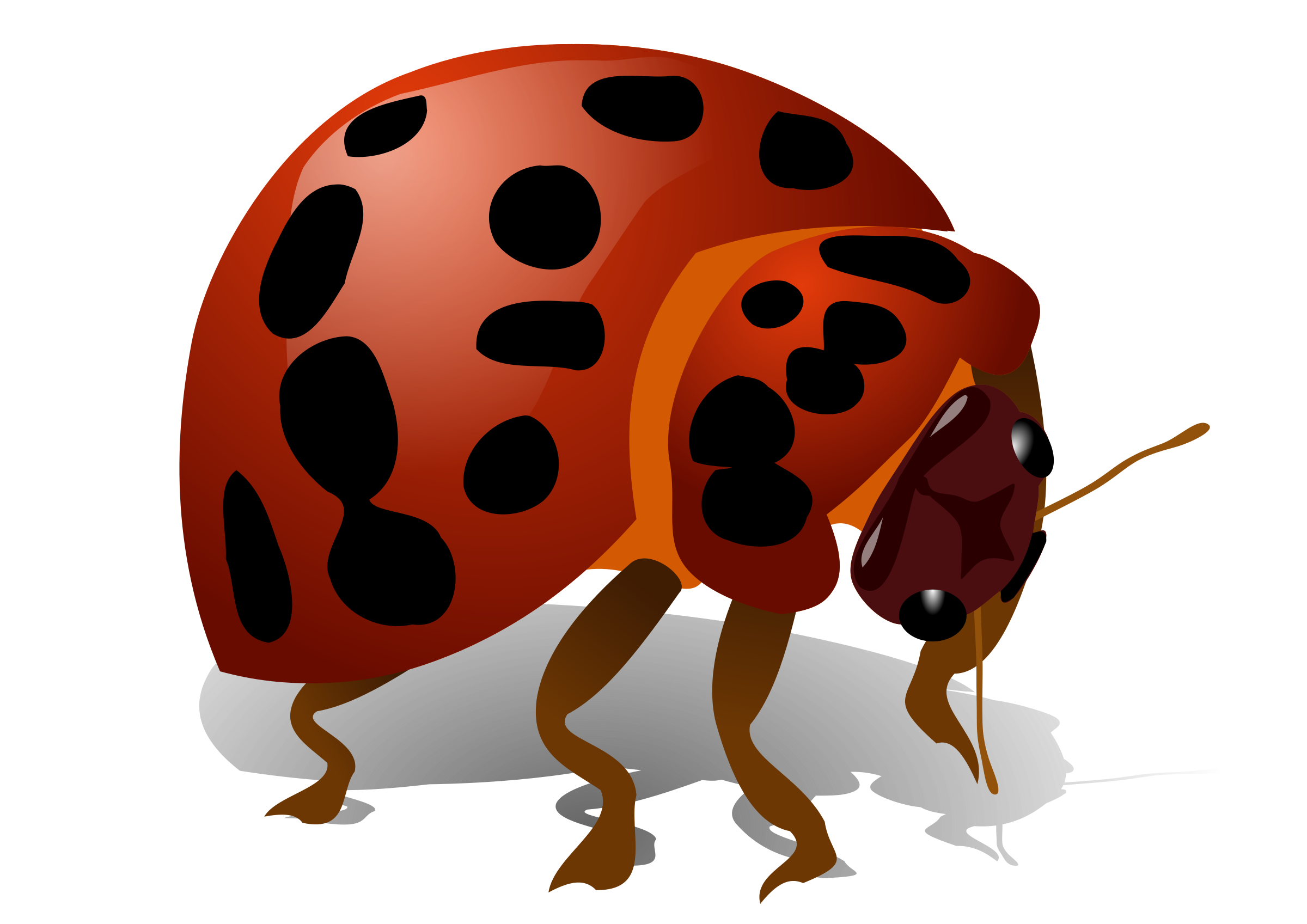 Kever bug PNG