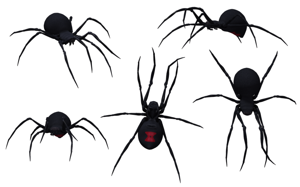 Kara Dul Örümcek