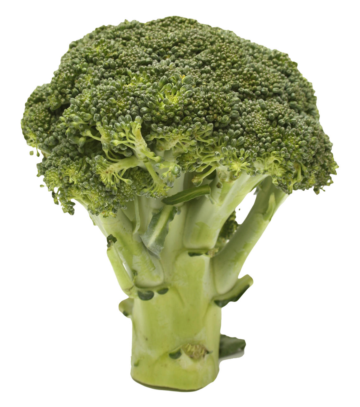 Broccoli PNG Прозрачное изображение