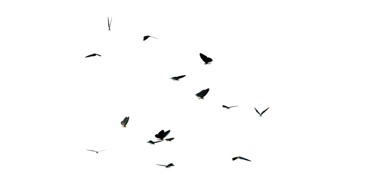 Butterflies Swarm PNG Clipart