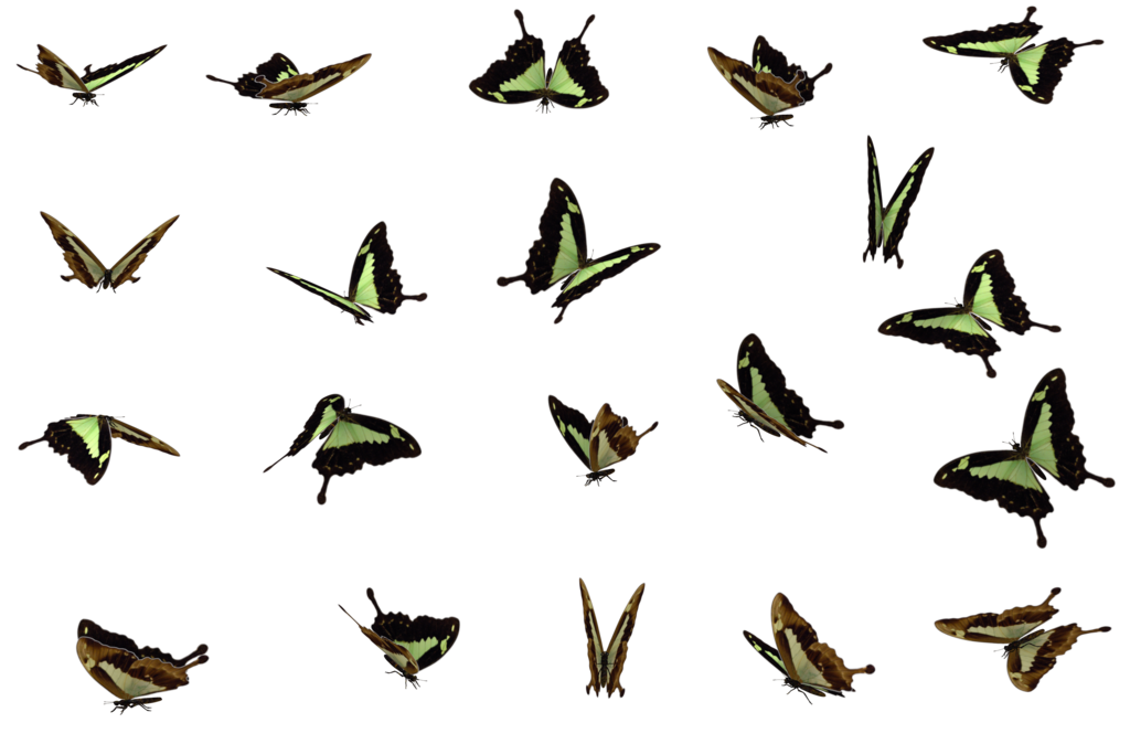 Butterflies Swarm PNG File