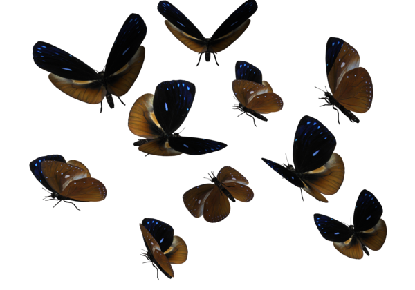 Butterflies Swarm Transparent PNG