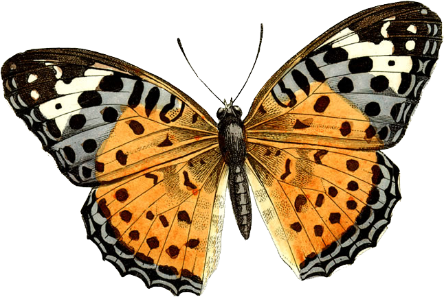 Schmetterling PNG