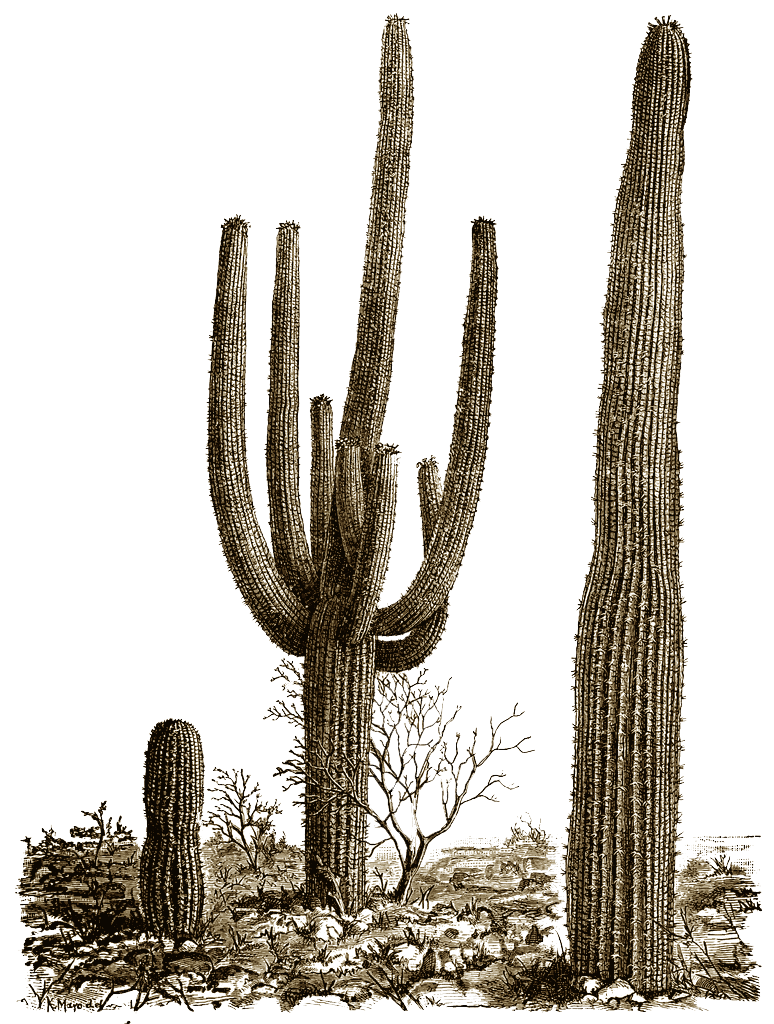 Cactus PNG Photos
