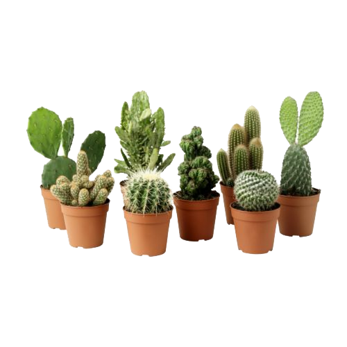 Cactus plant PNG Clipart