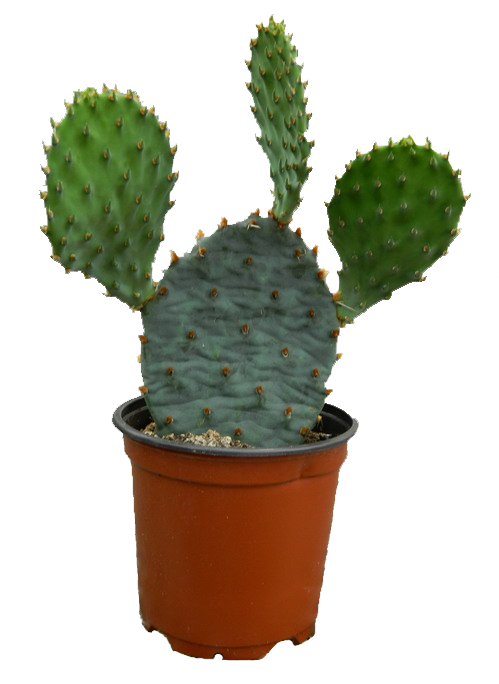 Cactus plant PNG Photos