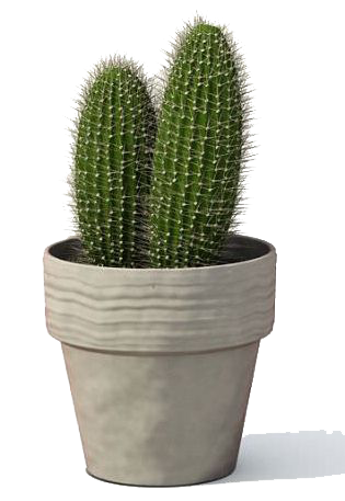 Cactus plant PNG Transparent Image