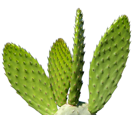 Cactus plant PNG