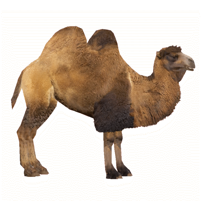 File PNG Camel
