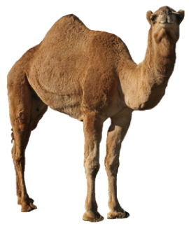 Kamel-PNG-Bild
