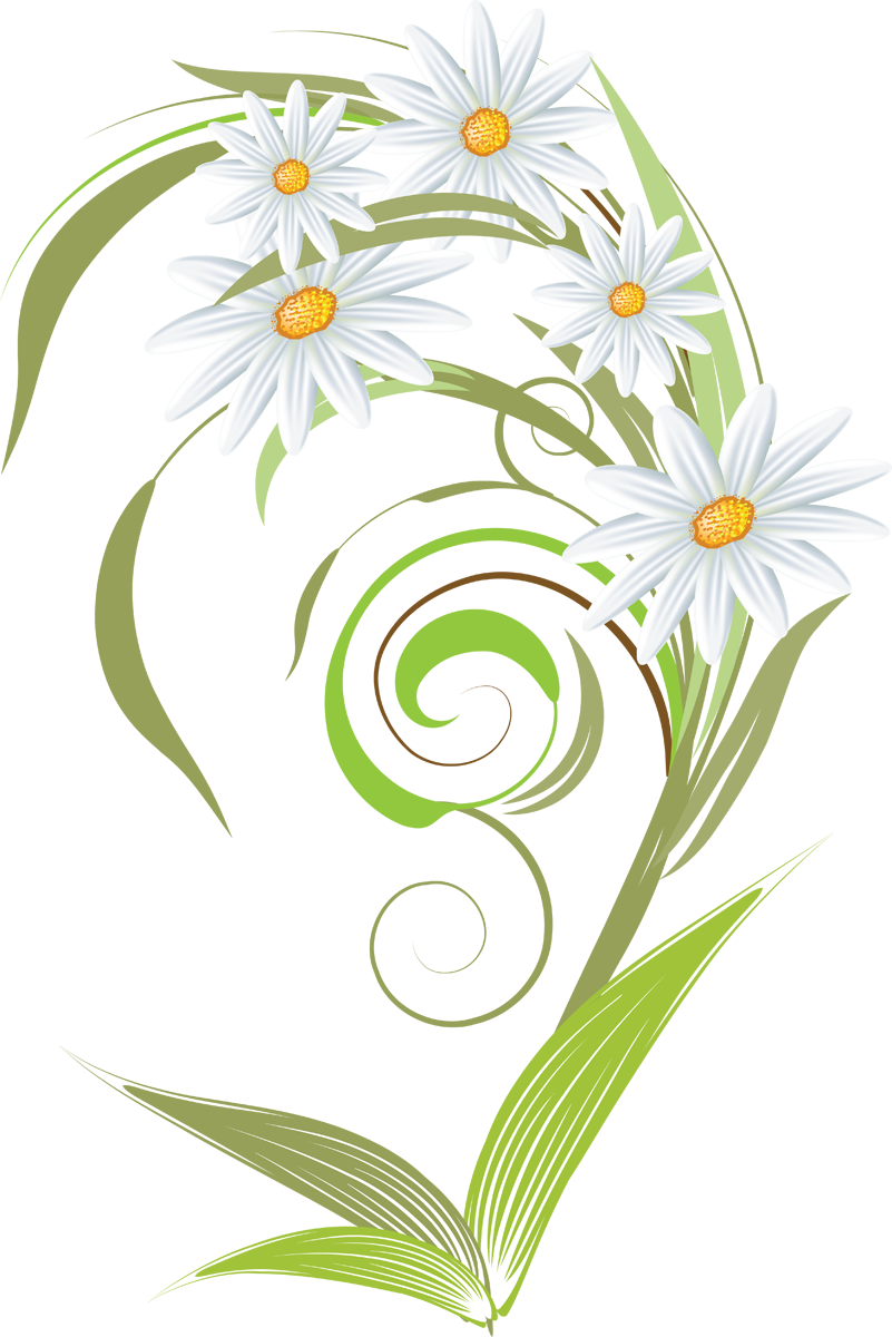 Camomile Art PNG