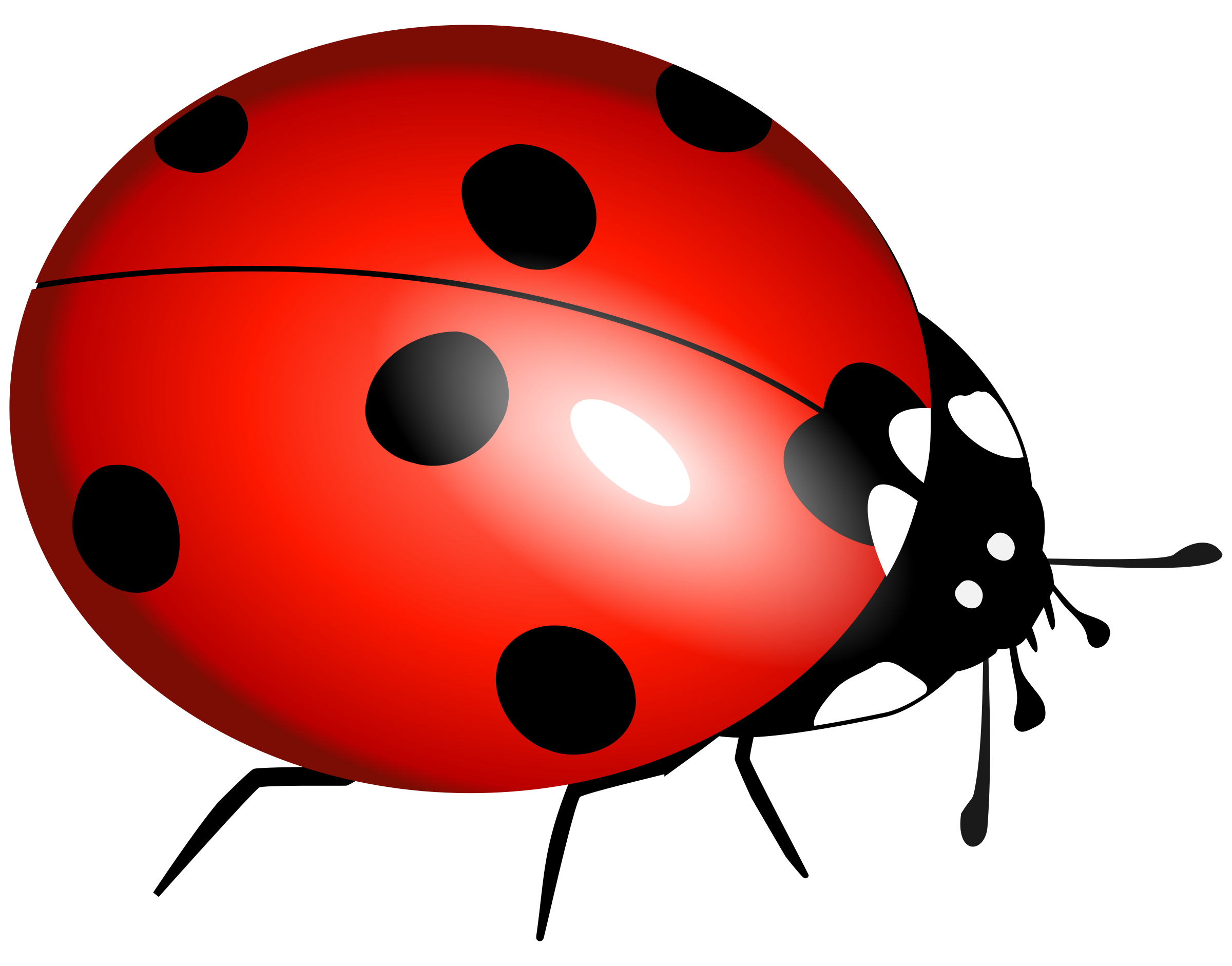 Cartoon Ladybug PNG