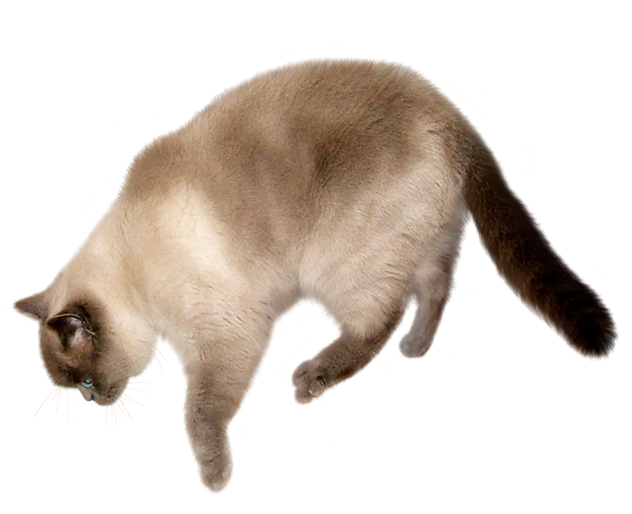 CAT PNG صورة شفافة