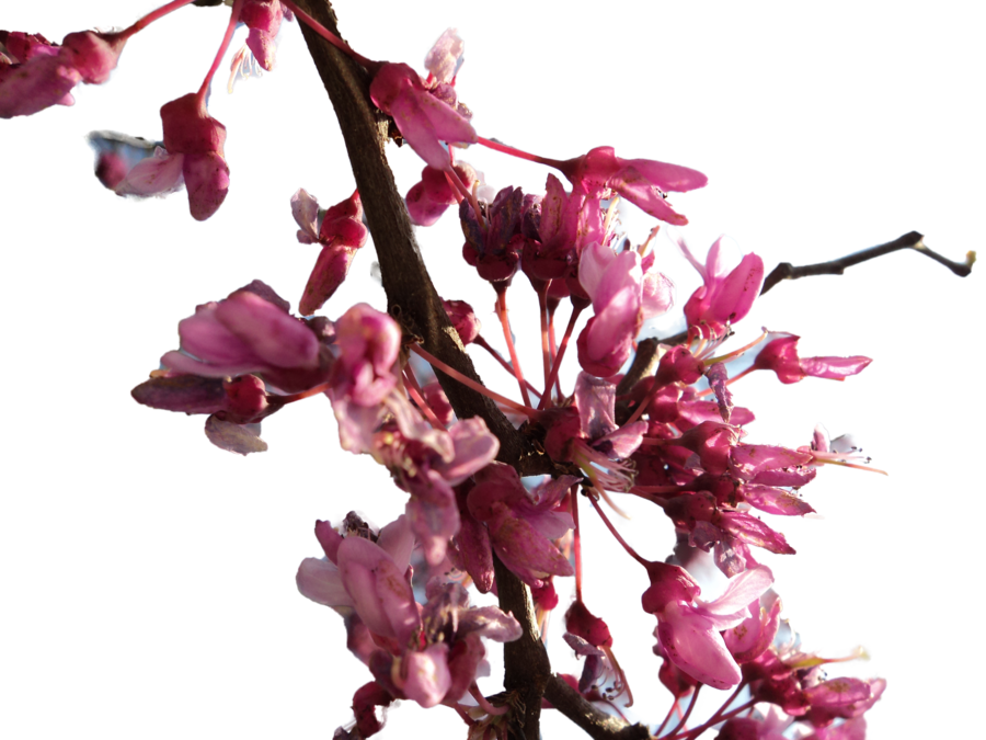Image PNG fleur de cerisier Transparente