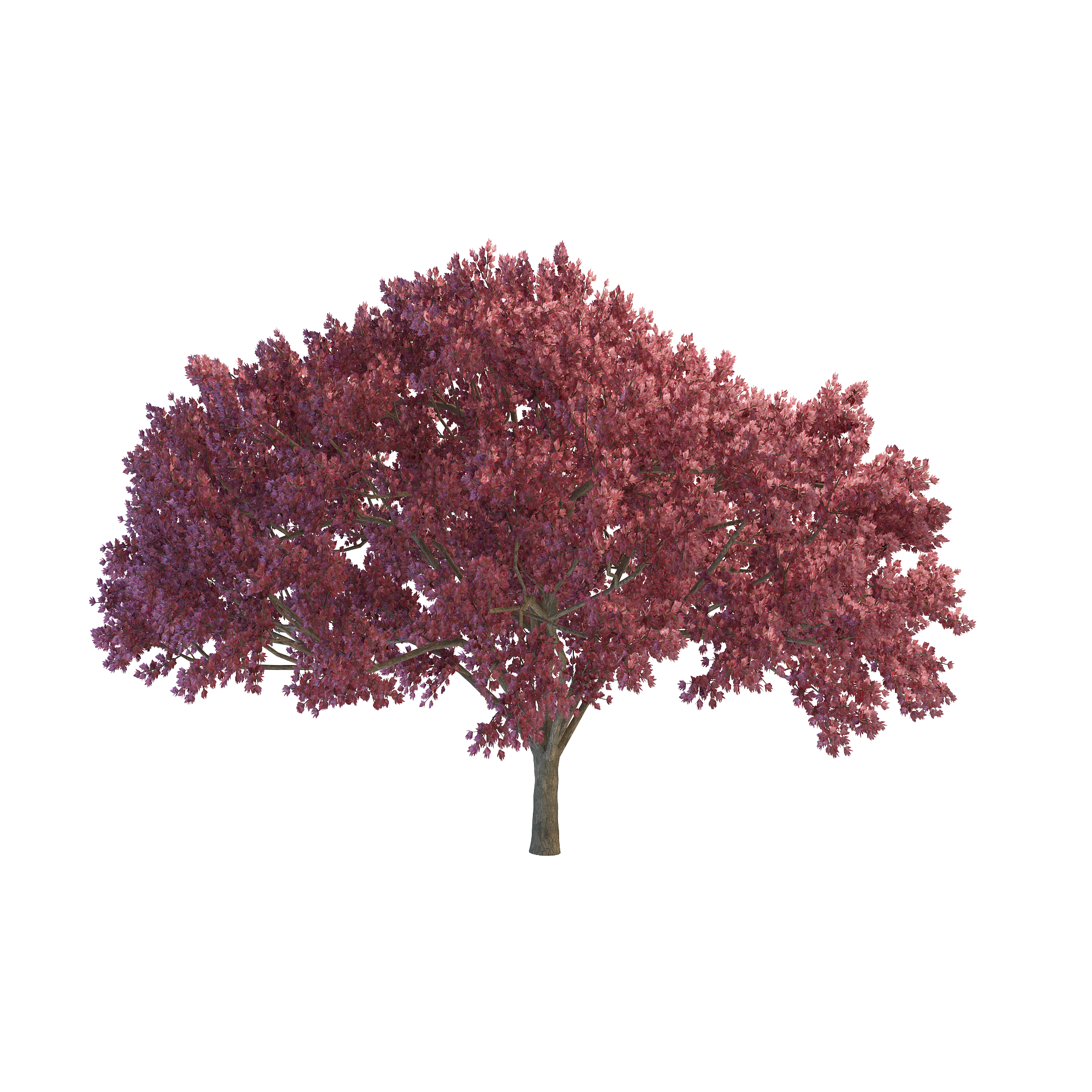 شجرة الكرز شجرة PNG