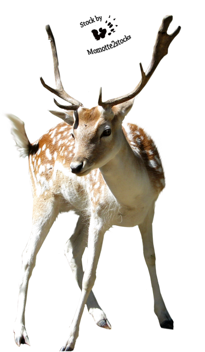 Christmas Deer PNG