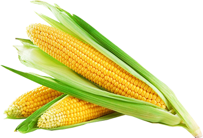 Corn Cob PNG