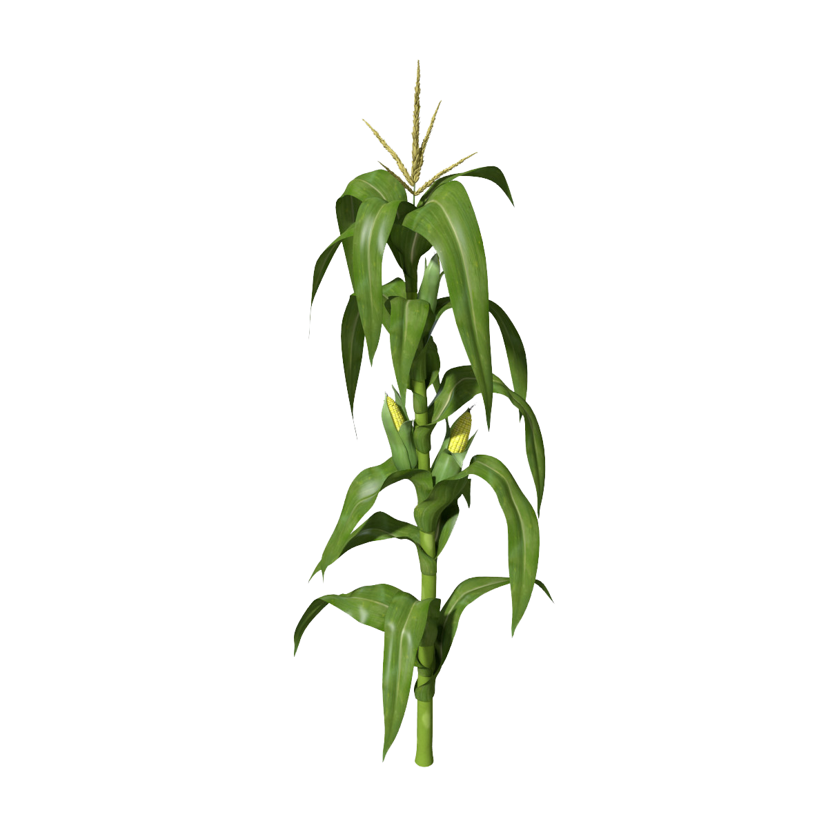 Planta de maíz PNG Clipart