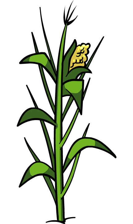 Planta de maíz PNG File