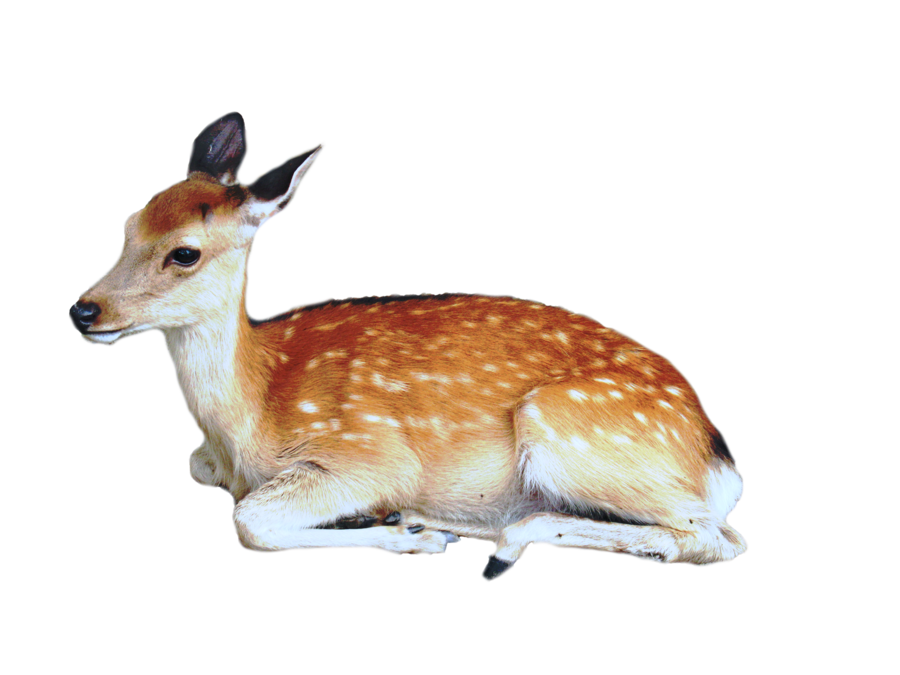 Cute Transparent Deer PNG