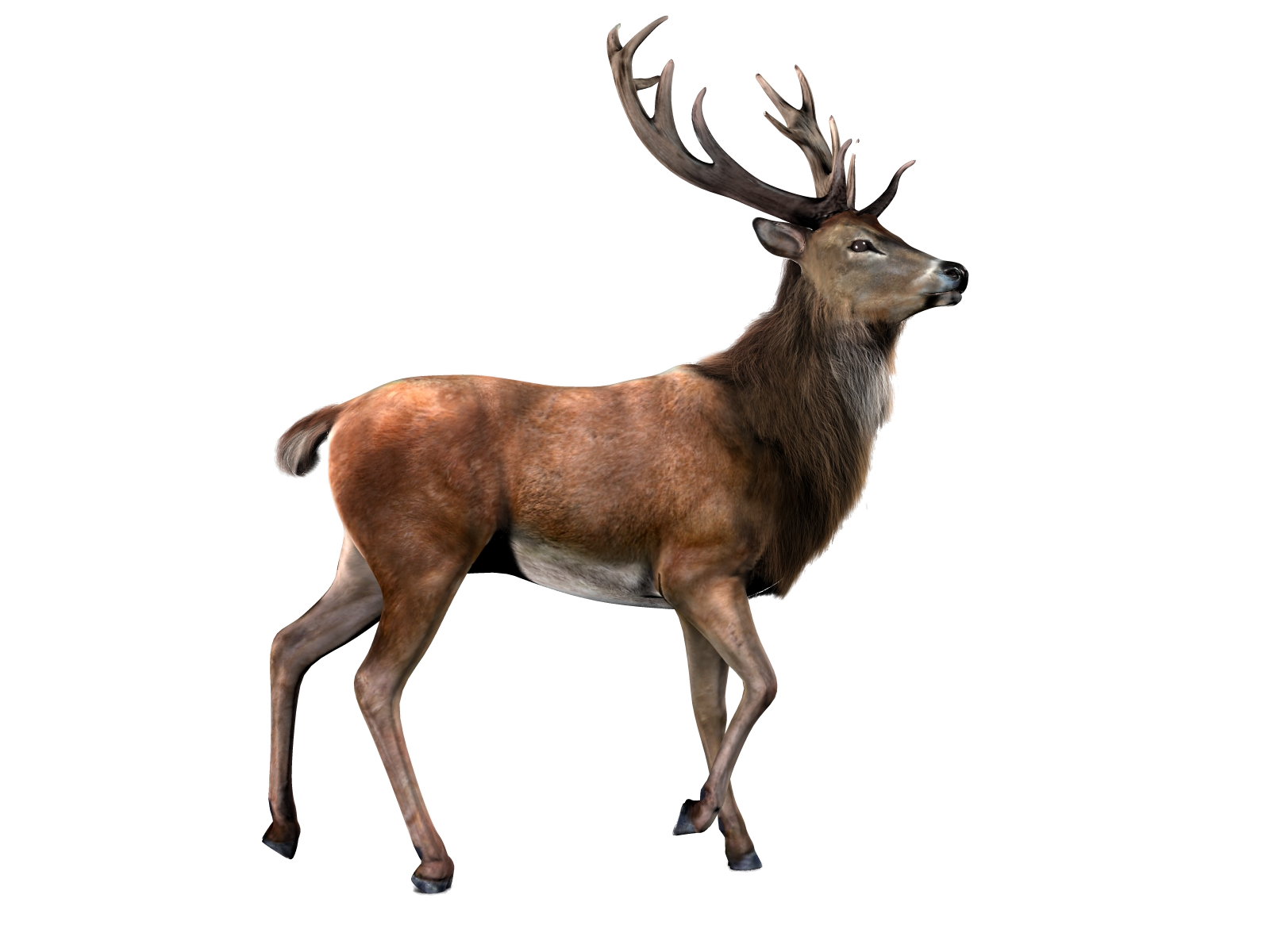 Deer With Transparent Background PNG