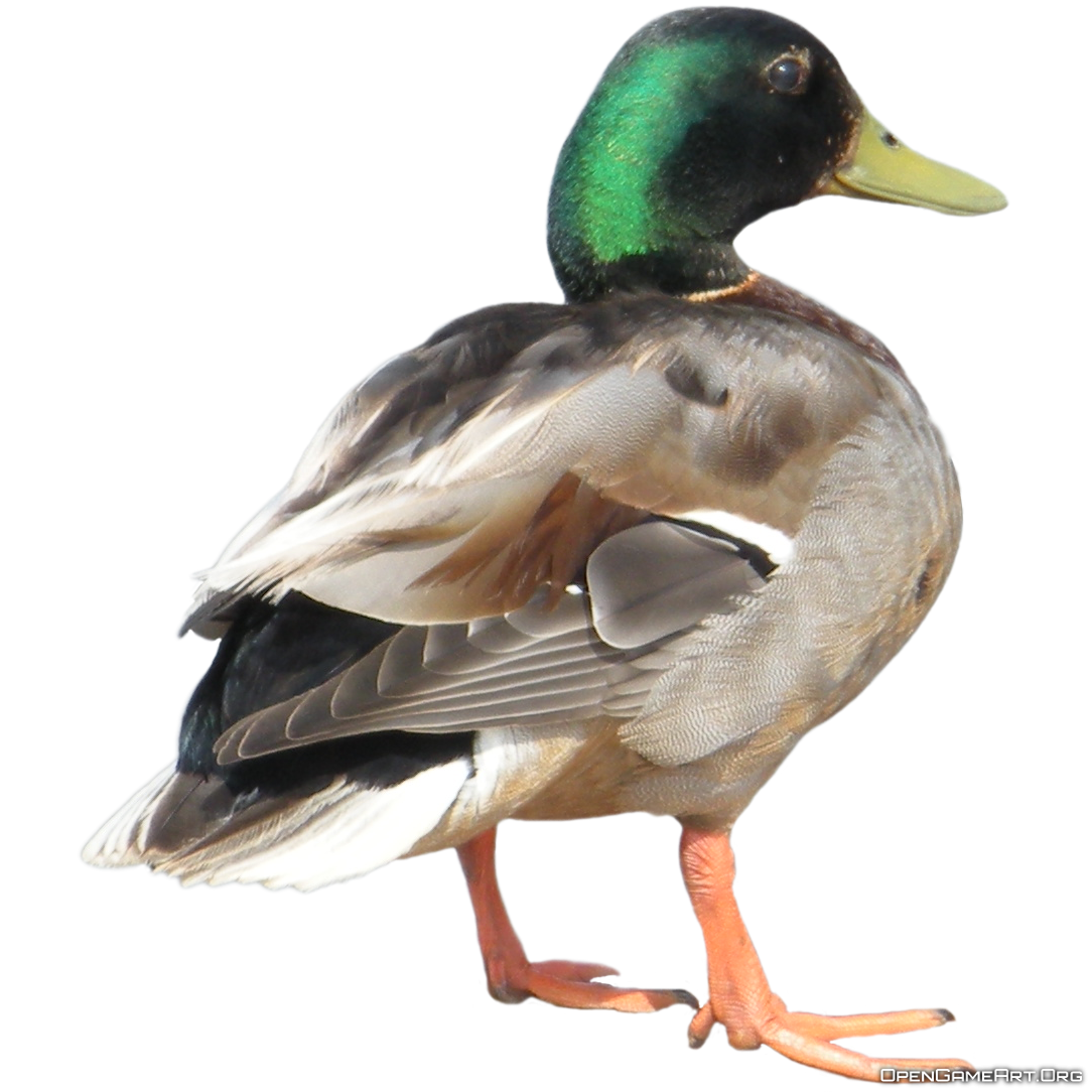 Duck PNG Clipart