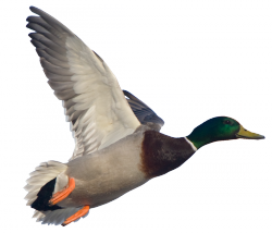 Duck PNG HD