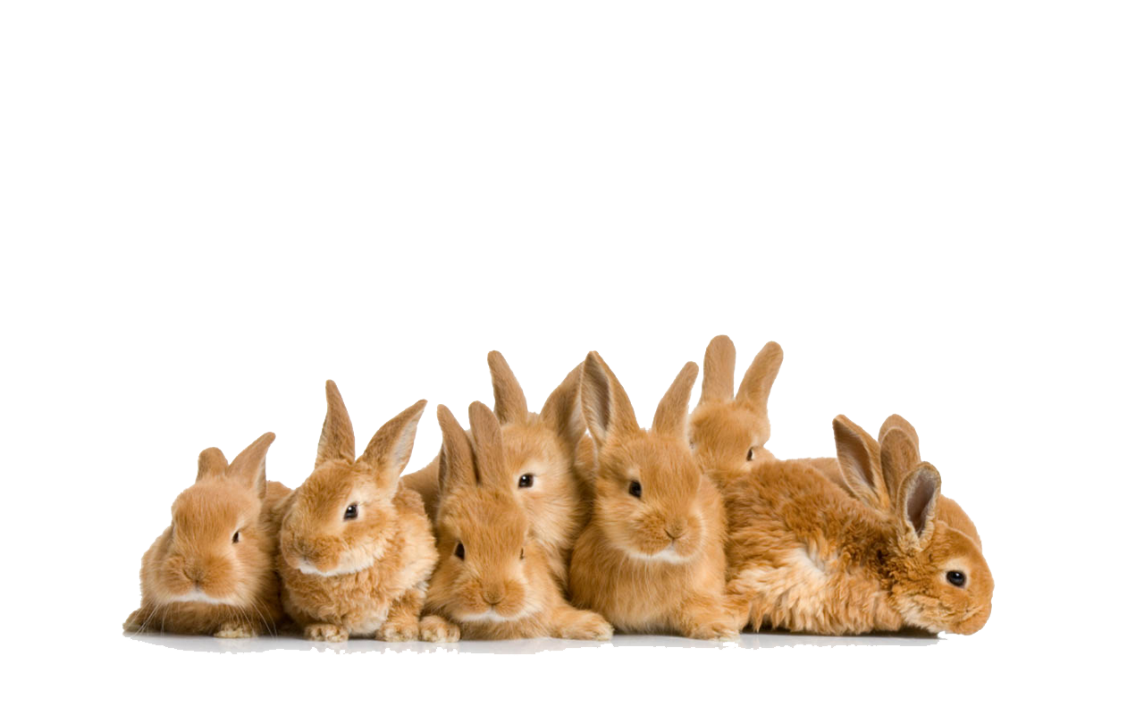 Easter Rabbit PNG File
