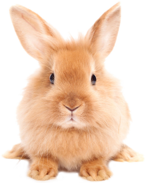 Easter Rabbit PNG HD
