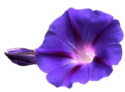 Çiçekler PNG şeffaf görüntü