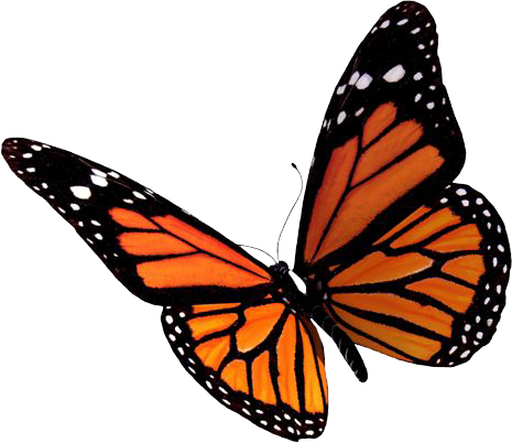Flying Butterflies PNG Clipart