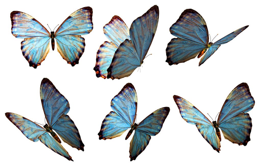 الفراشات تحلق صورة PNG