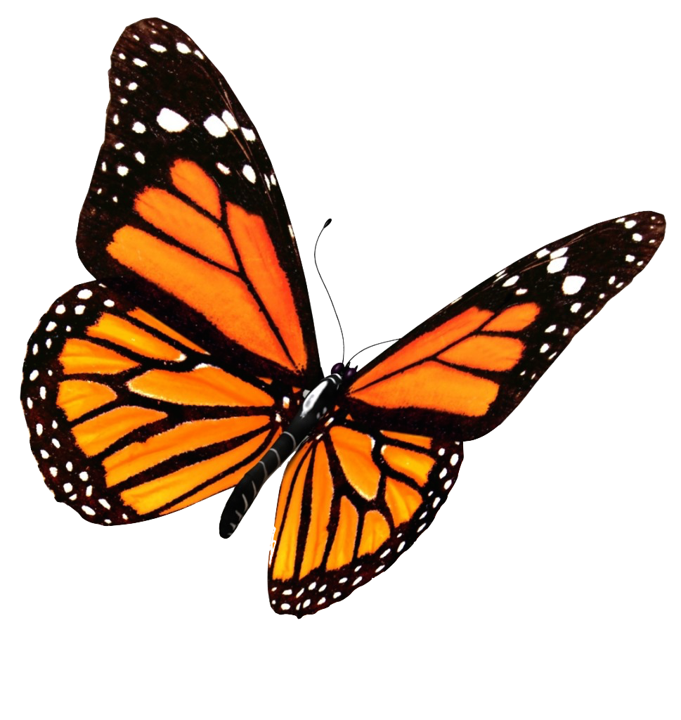 Immagine Trasparente di farfalle volante PNG