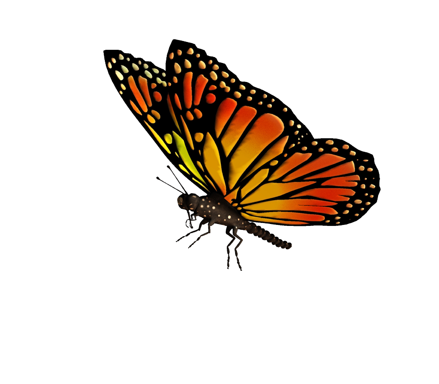 Flying Butterflies Transparent PNG